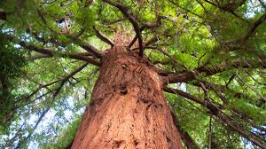 redwood tree